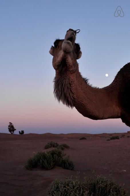 Riad De Reve Zagora Kültér fotó